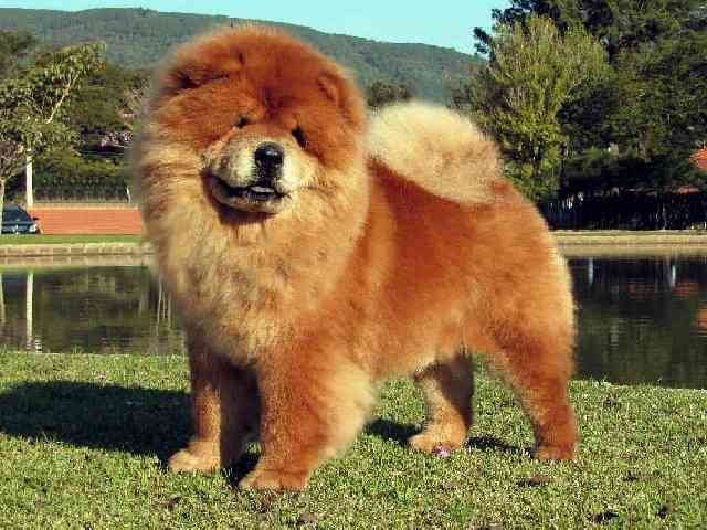 Chow-chow